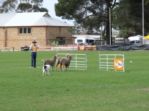 2014 Supremes Strathalbyn