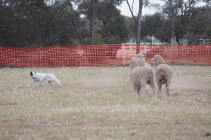 Strath Field Trial 2015