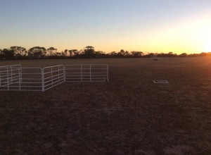 Sunrise at Strathalbyn Field Trial 2015