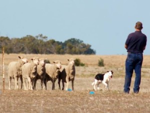 Strathalbyn 2015