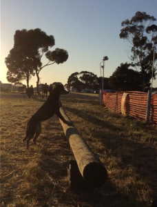 Dog watching trial Paskeville 2014