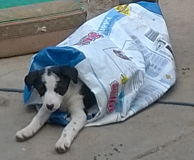 Pup in dog food bag