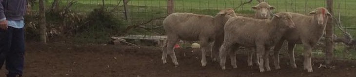 Stockmanship without a dog